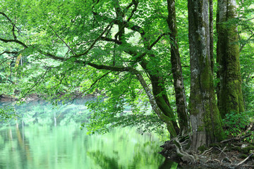 forest landscape in summer europe pine