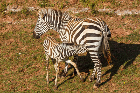 Equus burchelli. Cebra Com&uacute;n o de Burchell. Hembra amamantando a cr&iacute;a.
