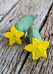 Rare phenomenon. Large cucumbers with flowers.