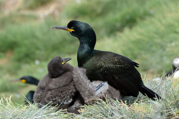 Shag with chick, Farne Islands Nature Reserve, England