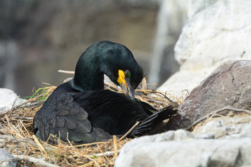 Shag, Farne Islands Nature Reserve, England