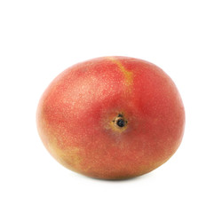 Single mango fruit isolated