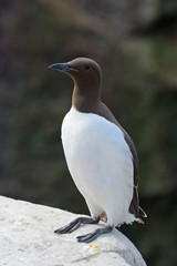 Guillemot, Farne Islands Nature Reserve, England