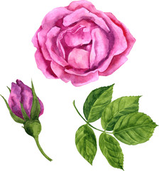 watercolor floral elements