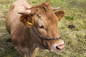 close-up of a yellow young cow