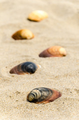 Muscheln im Sandstrand im Sommer