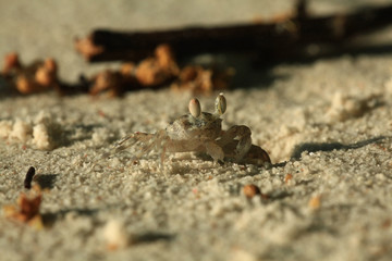 crab on sand beach coast