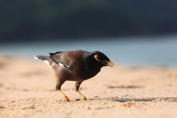 exotic bird walking along the beach hunting