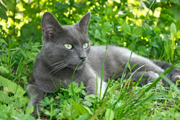 Gray cat lying on the grass