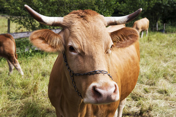brown cow with horns standing on grass