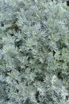Artemisia arborescens / Armoise arborescente
