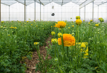 flowers in greenhouse