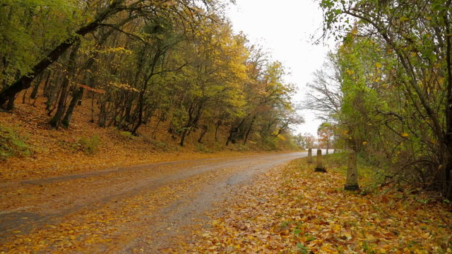 Deserted Road In Autumn Forest Covered With Yellow Leaves