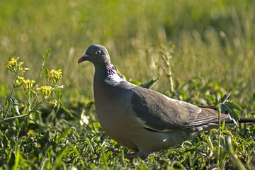 Obraz premium gołąb grzywacz