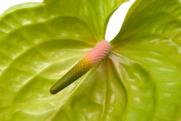 green anthurium with  pink spadix