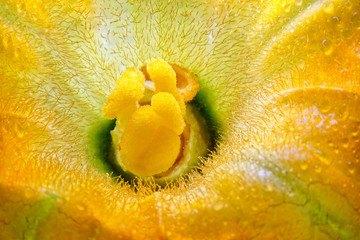 Marrow flower interior with droplets