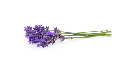 Lavender flowers isolated on white