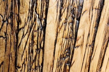 Obraz premium Bamboo texture