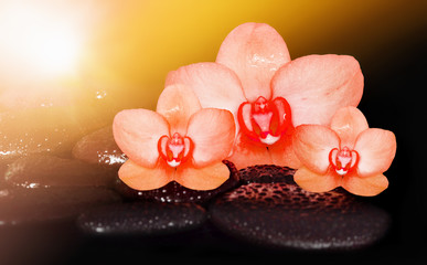 Obraz na płótnie Canvas Spa concept. Flower red orchid.