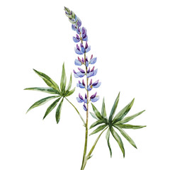 Nice watercolor flowers