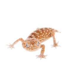Rough Knob-tailed Gecko  isolated on white 
