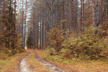 Road in the autumn forest