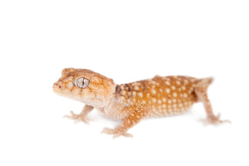Rough Knob-tailed Gecko  isolated on white 