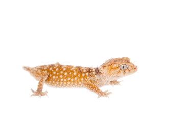 Rough Knob-tailed Gecko  isolated on white 