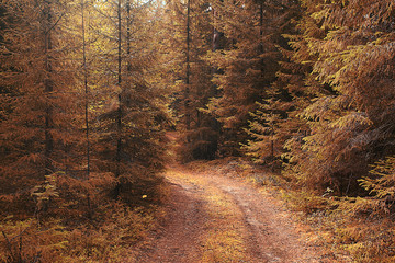 The path in the autumn forest