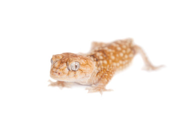 Rough Knob-tailed Gecko  isolated on white 