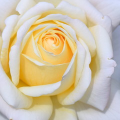 Perfect light yellow rosebud, closeup