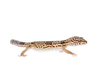Fototapeta na wymiar The Iranian fat tailed gecko isolated on white