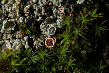 texture moss lichen macro mushroom