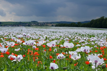 Opium popppy field