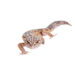 The Iranian fat tailed gecko isolated on white