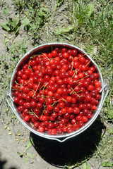 Cherries in tin bucket