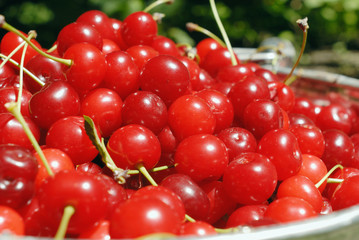 Cherries macro