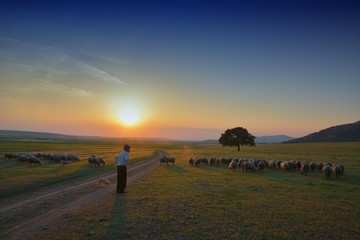 Sheep grazing in a beautiful landscape