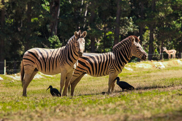Fototapeta na wymiar Zebra and Hadida