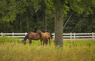 Horses Grazing on Farm