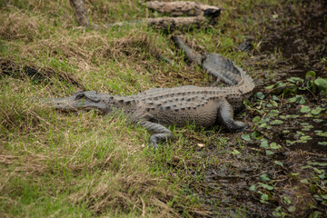 Alligator Sits on River Bank