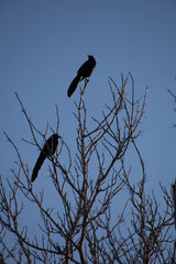Birds Sit Atop Leafless Tree