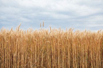Wheat field