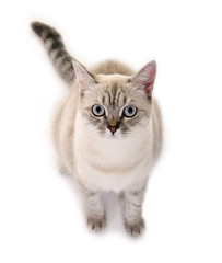 Katze Scottish Straight Shorthair Blue Tabby Point