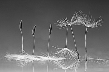 dandelion seeds macro