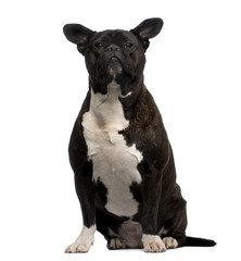 Crossbreed dog sitting in front of a white background