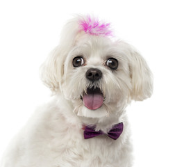 Close-up of a Maltese in front of a white background