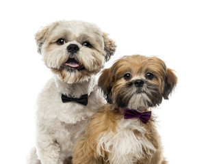 Close-up of two Shih Tzus in front of a white background