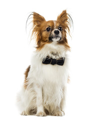 Chihuahua in front of a white background