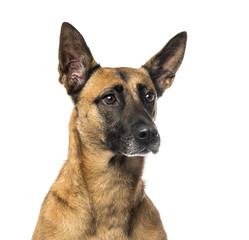 Close-up of a German Shepherd in front of a white background